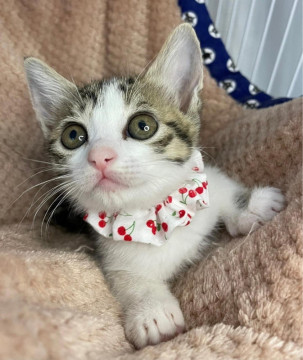 猫]東京都の里親募集 甘えん坊のキジ白女の子