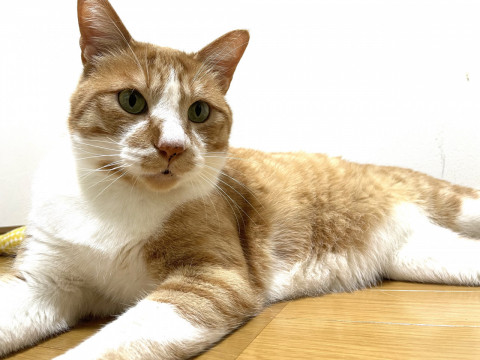 成猫 5歳の男の子 茶白猫