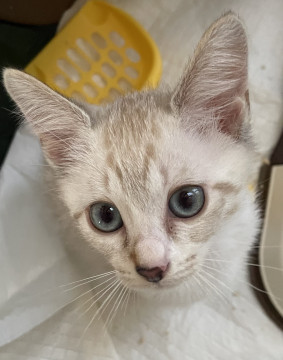 元気いっぱいの子猫