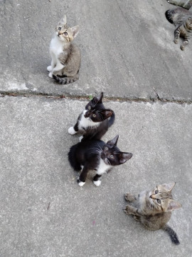 元気に動き回っている４匹の子猫です