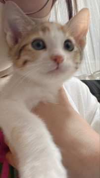 3ヶ月位の美形キジ三毛猫の女の子☆