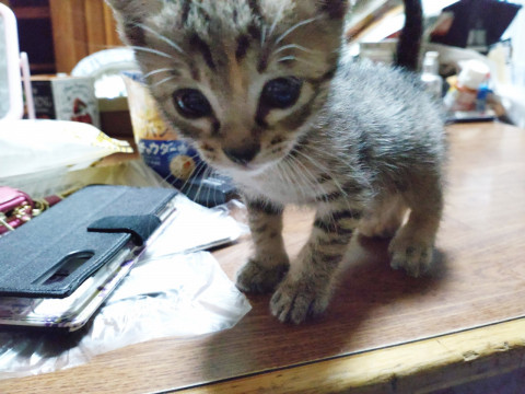 保護子猫7匹!⑦美形のメスキジトラです