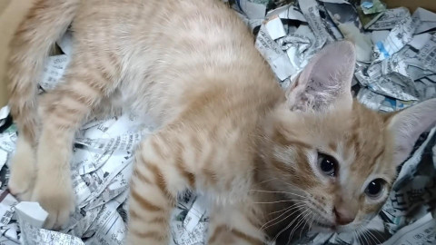 保護子猫7匹!⑤やんちゃで人懐こい茶トラ