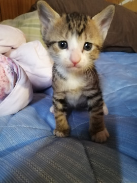 懐っこいキジ白ちゃん