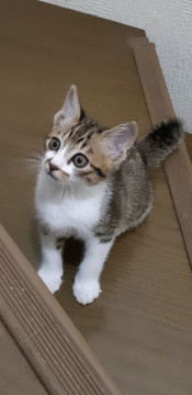可愛い仔猫ちゃん