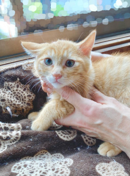 生後二ヶ月の茶トラ子猫