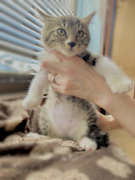 生後二ヶ月のキジシロ子猫