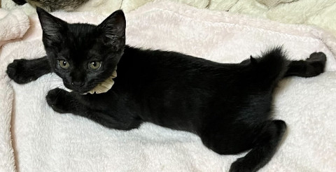 カギシッポの黒猫ちゃん