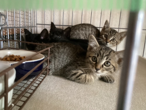 ちょっとビビリな4兄弟姉妹