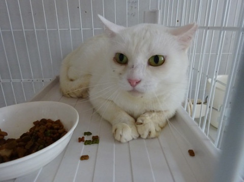 ３か月間、ケガの治療を頑張った白猫