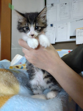 長毛カギ尻尾のキジ白(鼻黒)