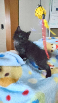 長毛カギ尻尾の黒猫さん