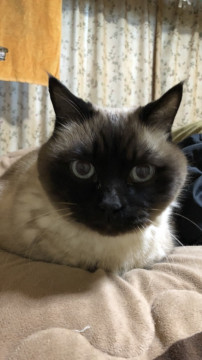 かわいいお顔の老猫です