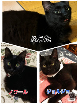 若くて人懐こい黒猫3匹います！