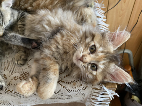 長毛子猫(尻尾長め)