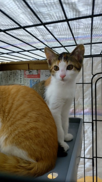 美猫の三毛猫ちやん