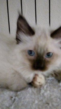 長毛ふわふわシャム子猫 ファン太君