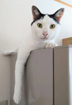 優しいキジシロの男の子