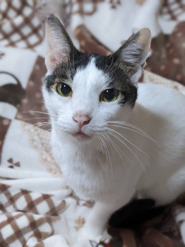 甘えん坊のキジシロくん