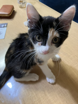 三毛猫女の子!