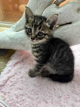 猫]北海道の里親募集 かわいい仔猫