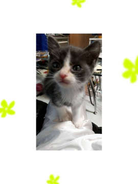 美仔猫
