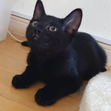 3ヶ月ゴロゴロ黒猫