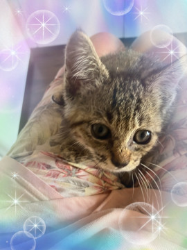 甘えん坊のチビちゃん2か月?