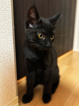 元気な黒猫ちゃん