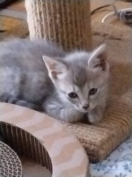 クリクリぱっちり、可愛いサバトラさん