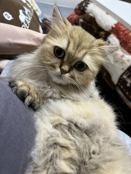 ふわふわ被毛の美猫ちゃん