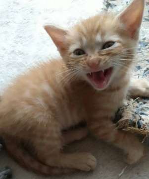 多頭飼育崩壊現場から救出の茶トラ メス猫