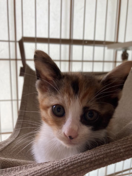 可愛い三毛猫 月ちゃん
