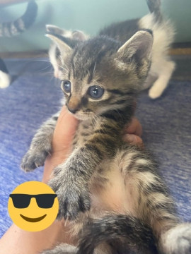 譲渡予定!!キジトラくん