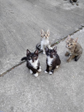 かわいい子猫４匹です