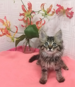 もふもふ長毛キジトラ5兄弟