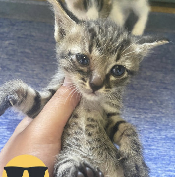 譲渡予定!!キジトラくんのビビ