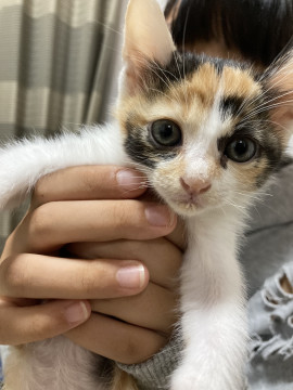 人懐っこい三毛ちゃん