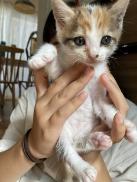 人懐っこい三毛ちゃん