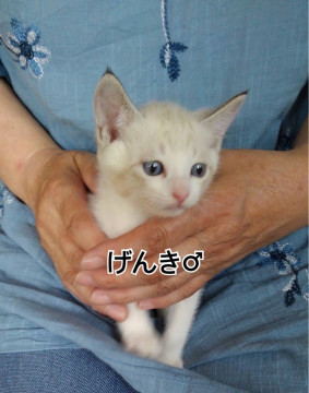 1ヶ月半の3兄妹 げんき君♂