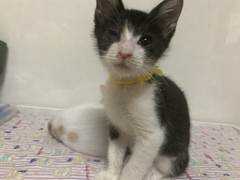 【子猫】キジ白のこう君