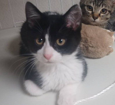 人馴れ猫慣れ抜群 ハチワレみっちゃん