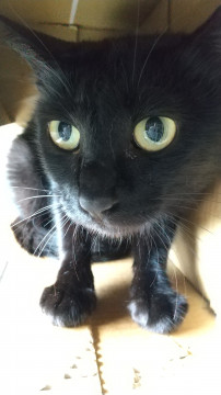 可愛い声の黒猫チッチ⭐️家猫修行中