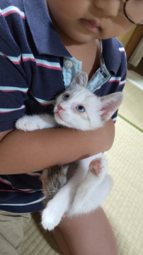 シャムミックス 男の子 おっとりで可愛い