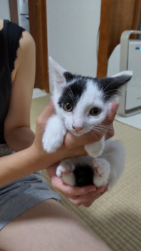 白黒ブチ 女の子 甘えん坊です♡