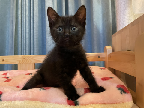 甘えん坊の黒猫くん