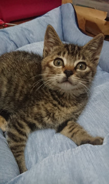 かまってちゃんのキジトラ猫