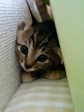 鍵しっぽのキジトラちゃん