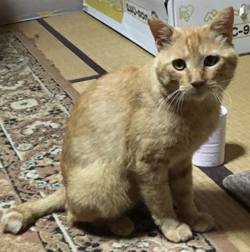 優しい茶トラの男の子