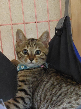 可愛いキジトラちゃん